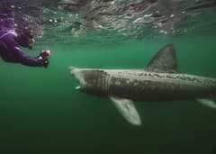 Basking Shark