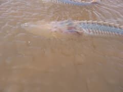 Amu Darya Sturgeon