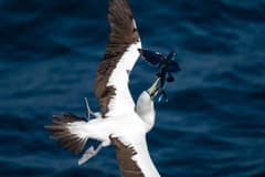 Blacksail Flyingfish