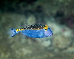 Spotted Boxfish