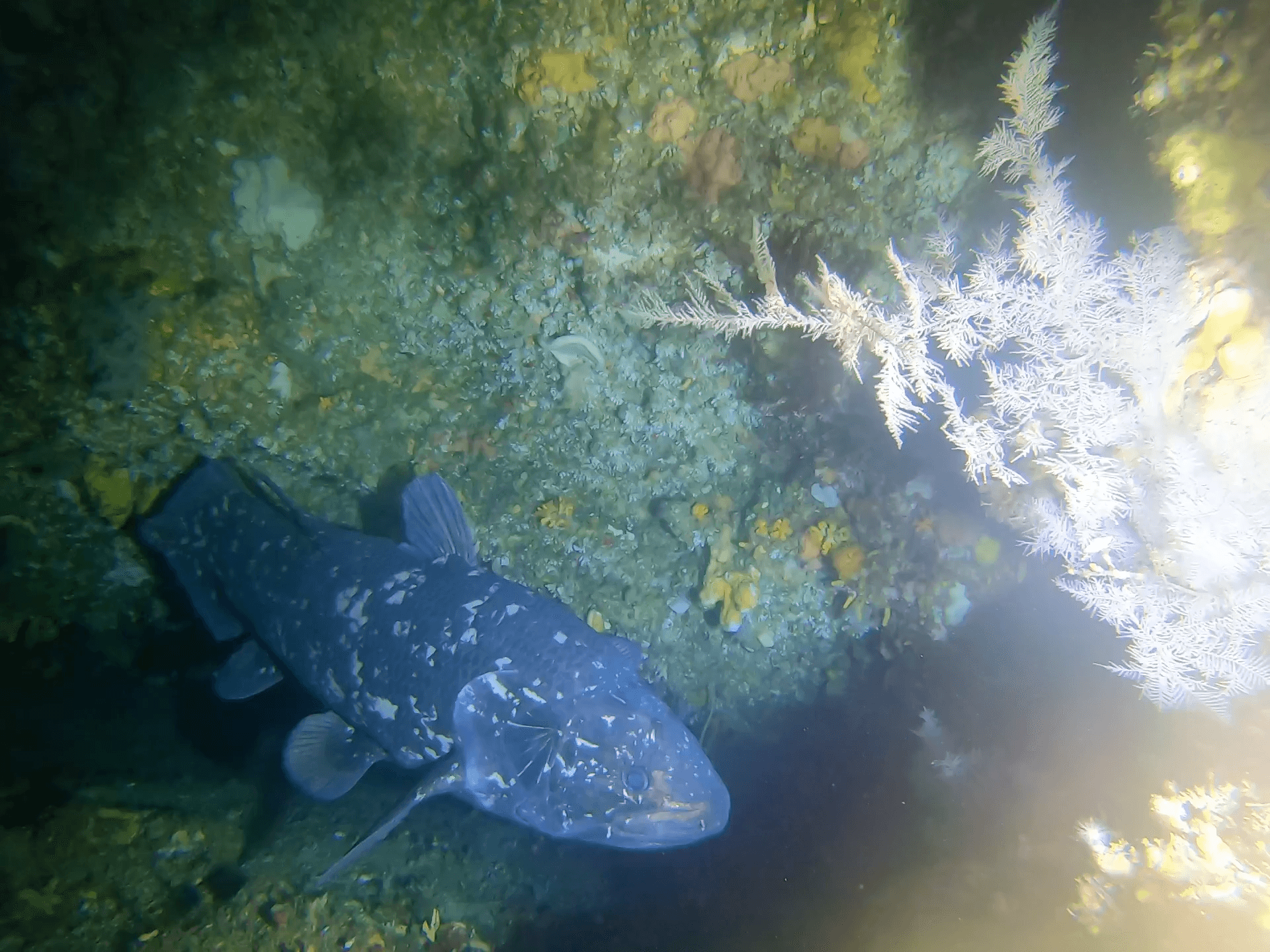 Coelacanth