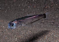 Spinycheek Lanternfish