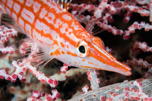 Longnose Hawkfish