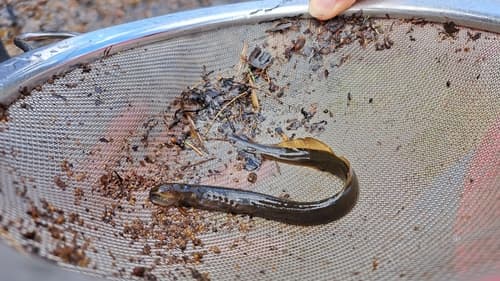 Carpathian Brook Lamprey