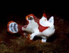 Warty Frogfish