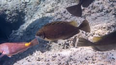 Rabbitfish