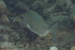Dusky Rabbitfish
