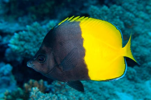 Smith's Butterflyfish