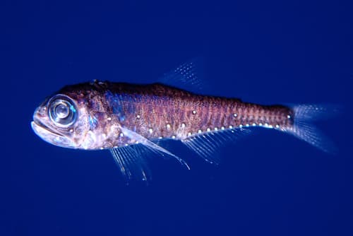 Dimple Lanternfish