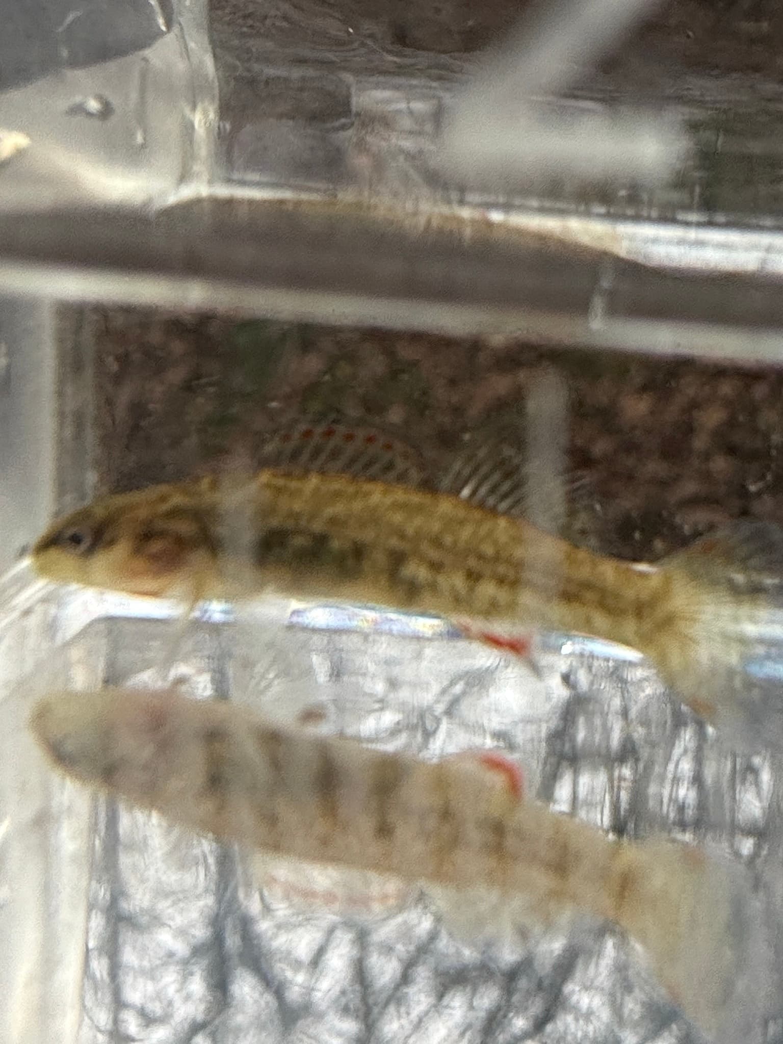 Orangebelly Darter