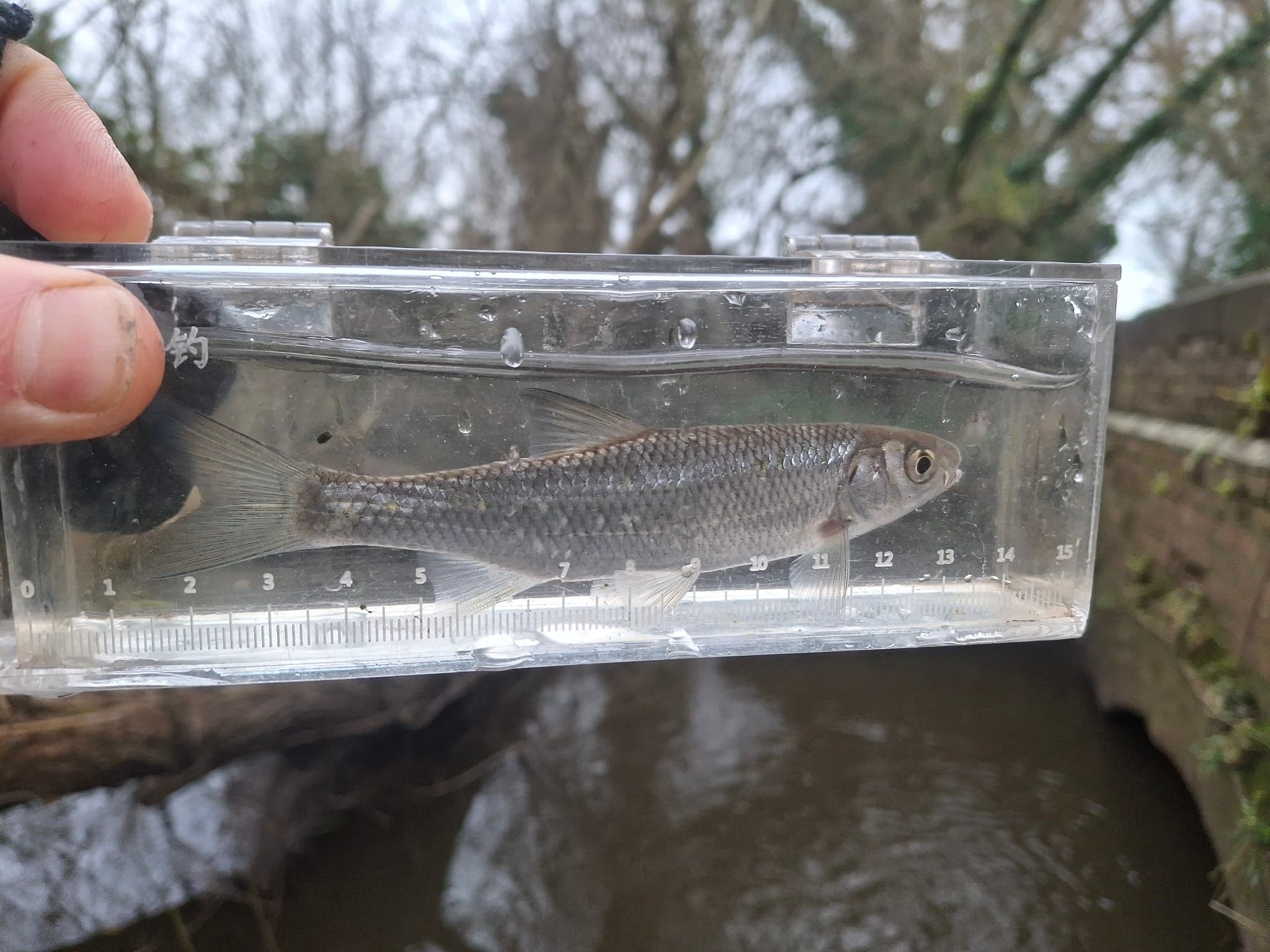 Common Dace
