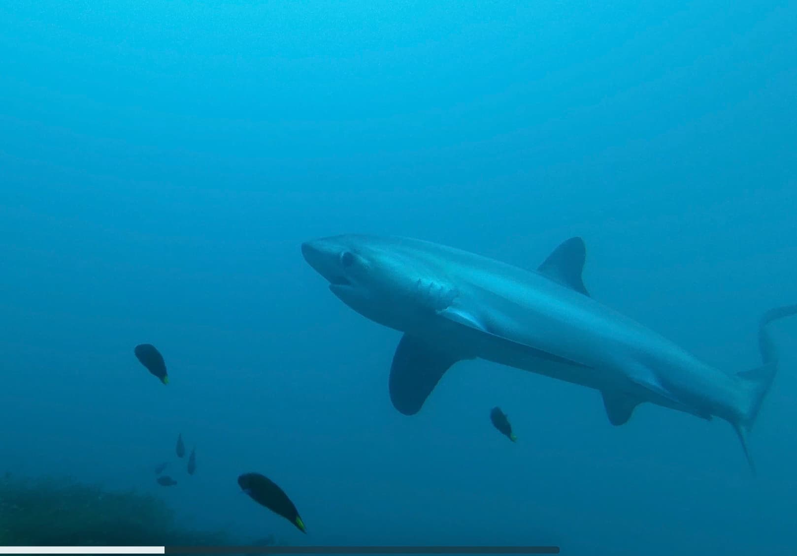 Pelagic Thresher Shark