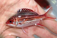 Dusky Squirrelfish