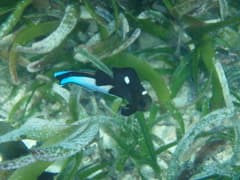 Bluestreak Cleaner Wrasse