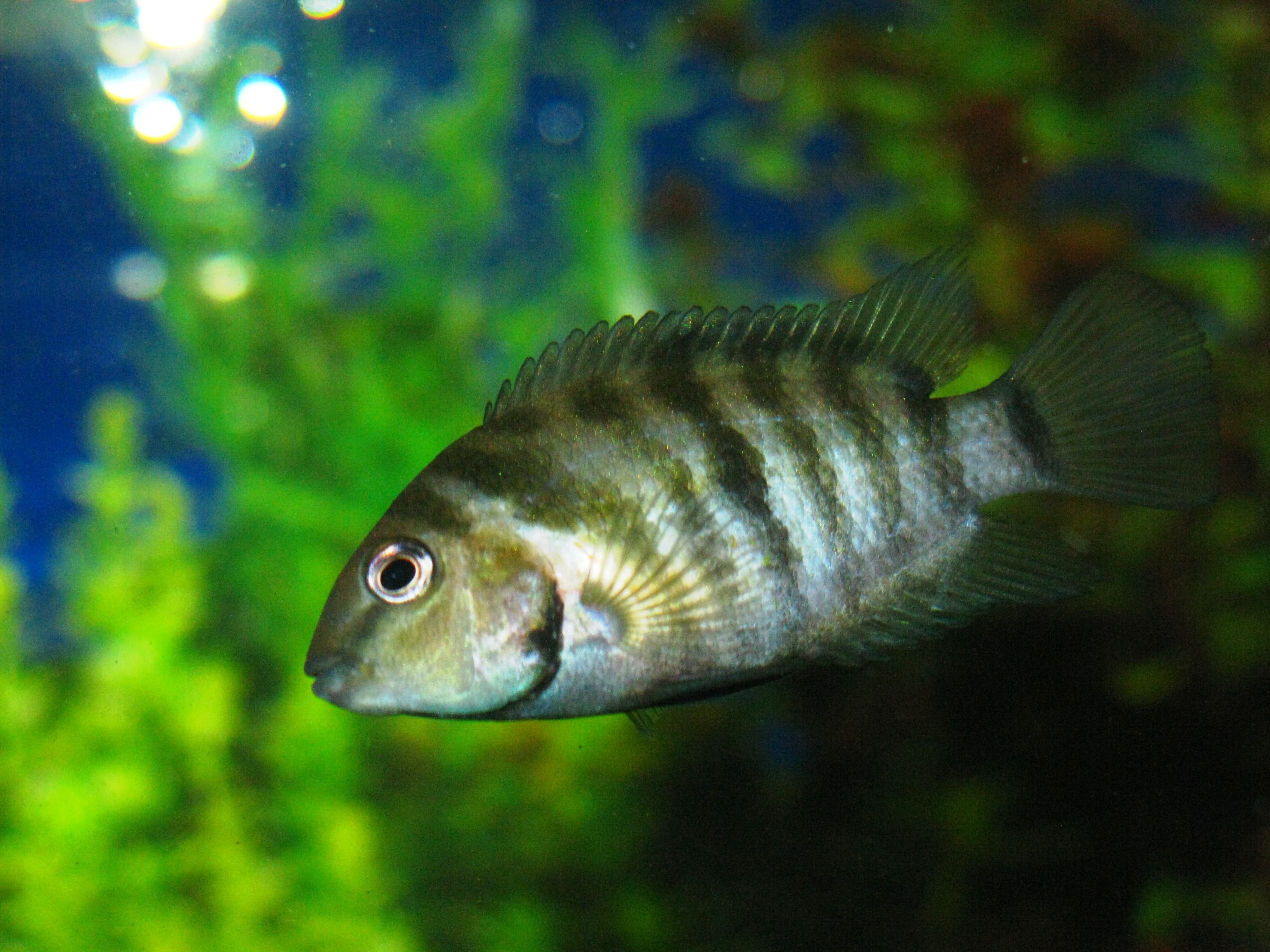 Convict Cichlid