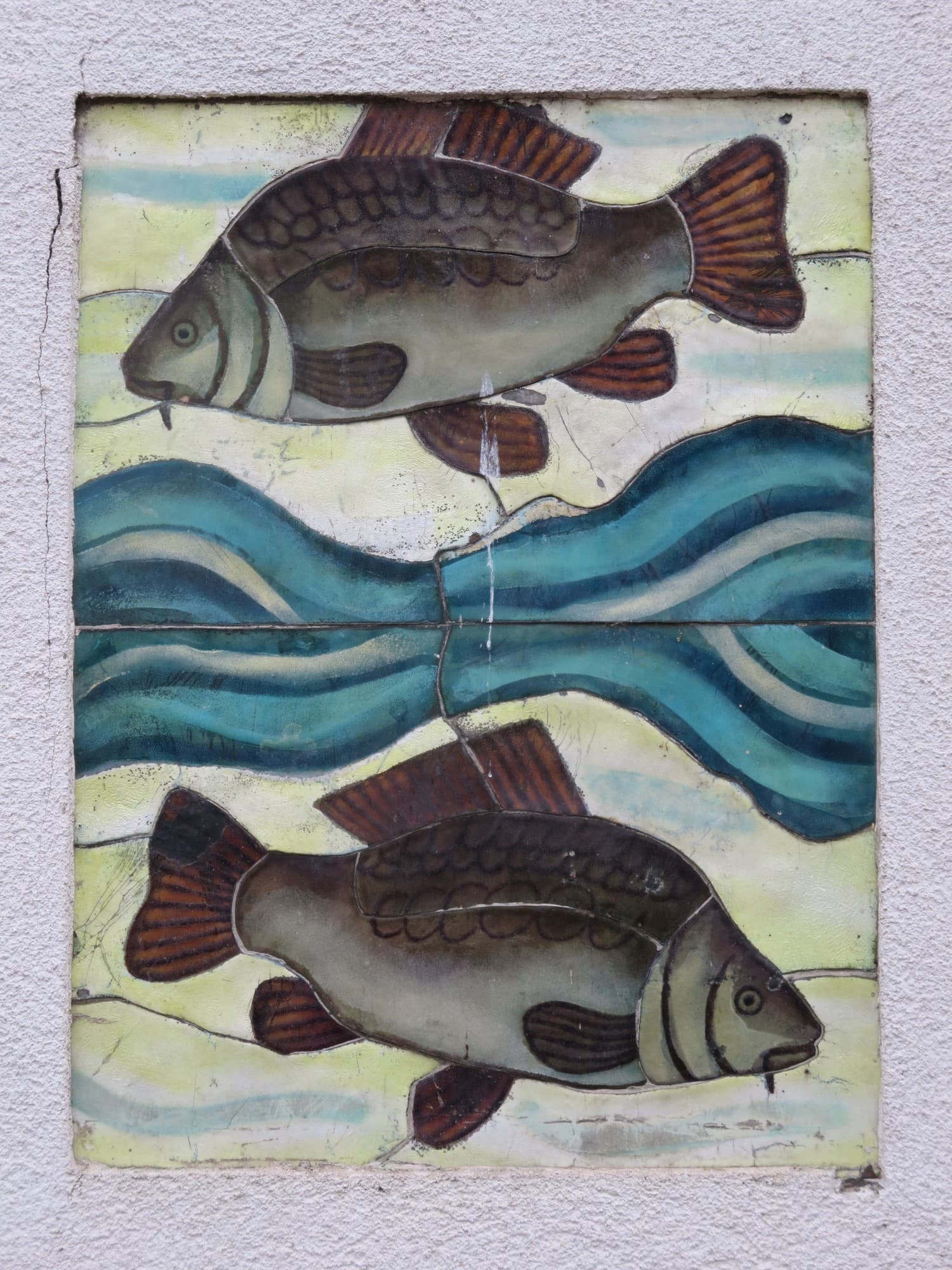 Common Carp