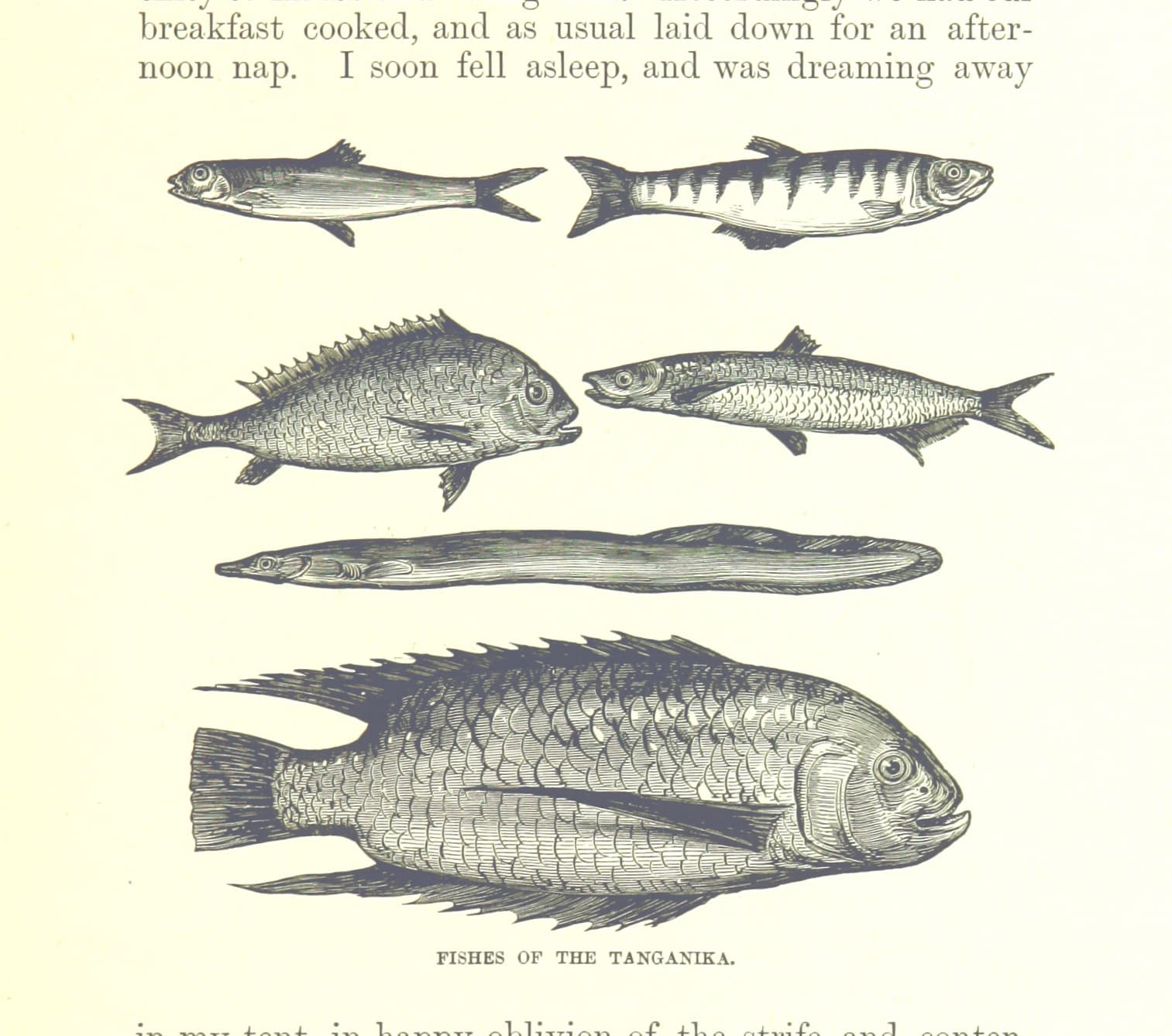 Giant Cichlid