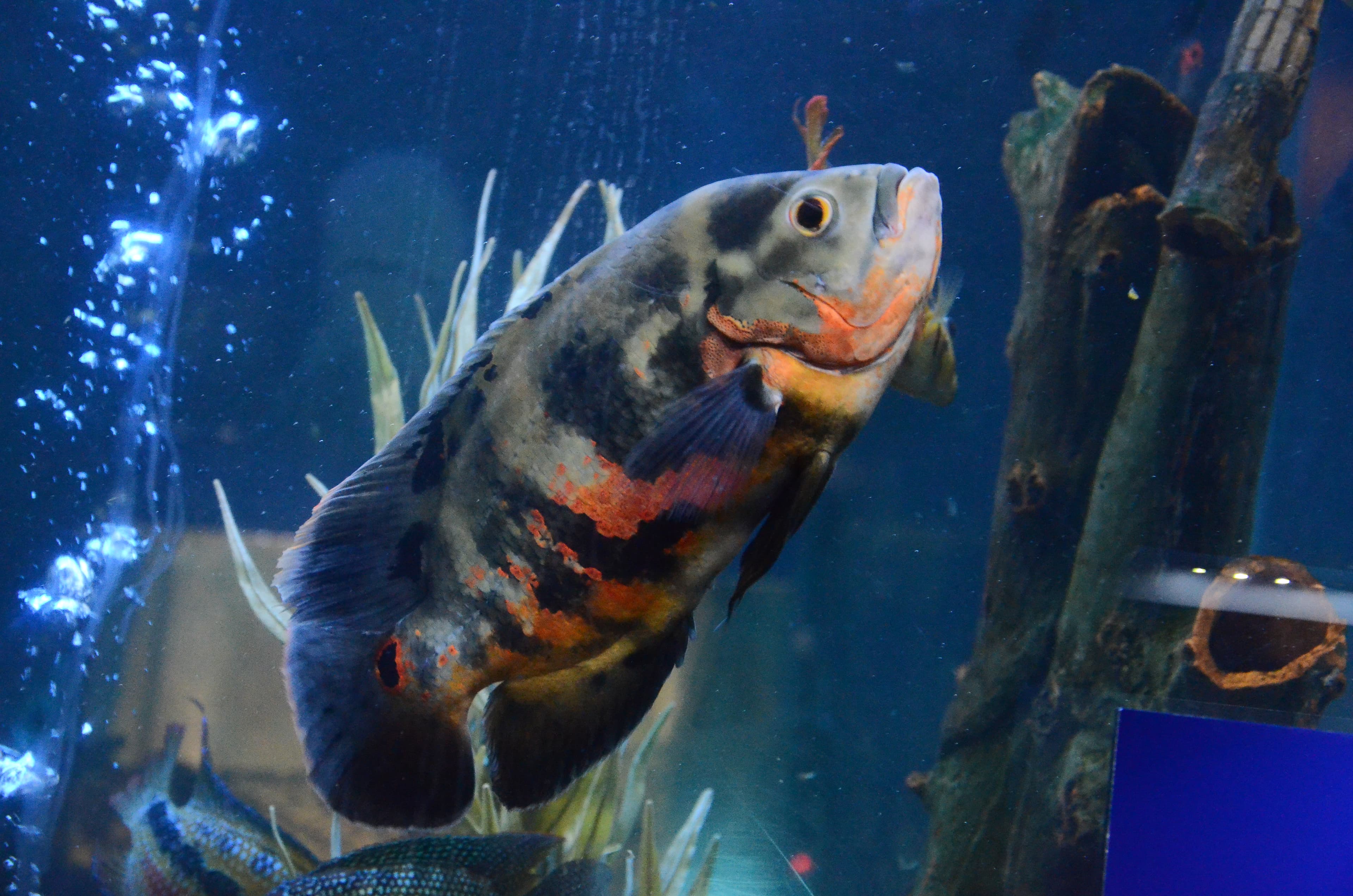 Oscar Cichlid