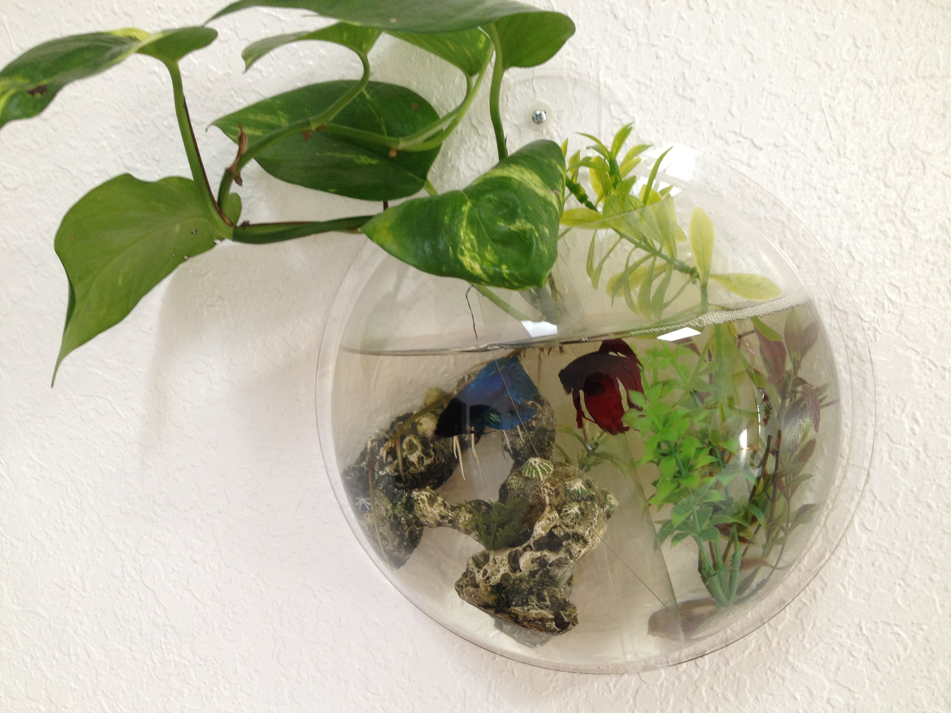 Betta Fish