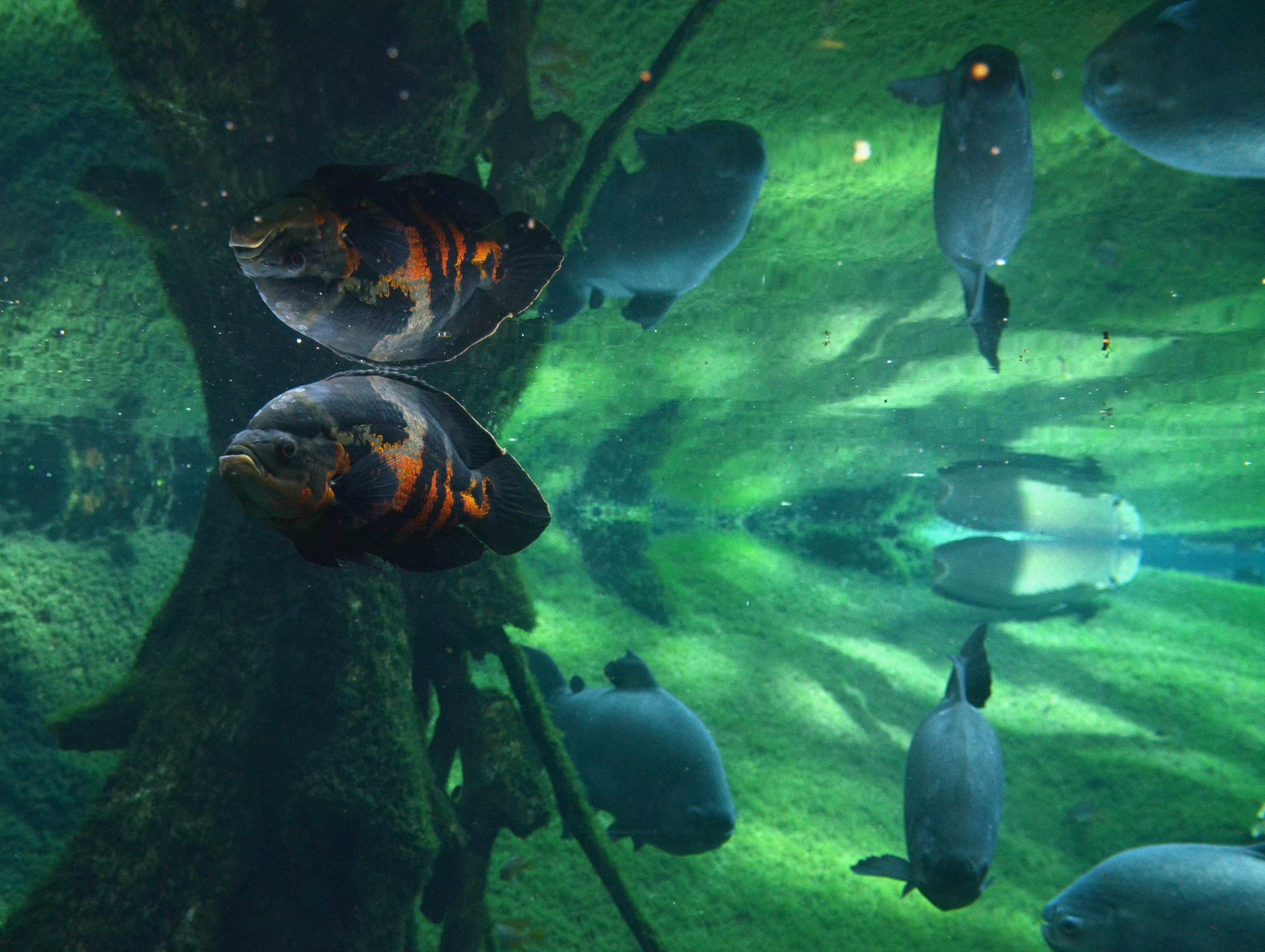 Oscar Cichlid