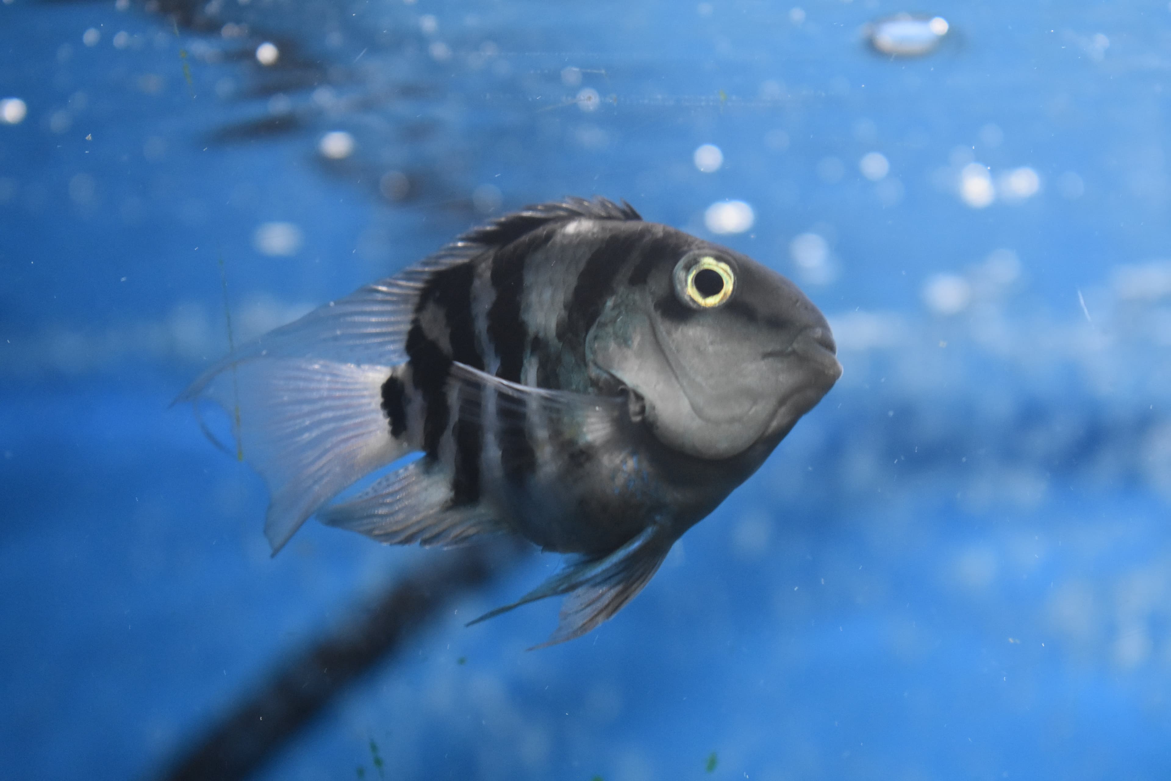 Convict Cichlid