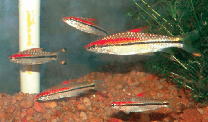 Denison Barb