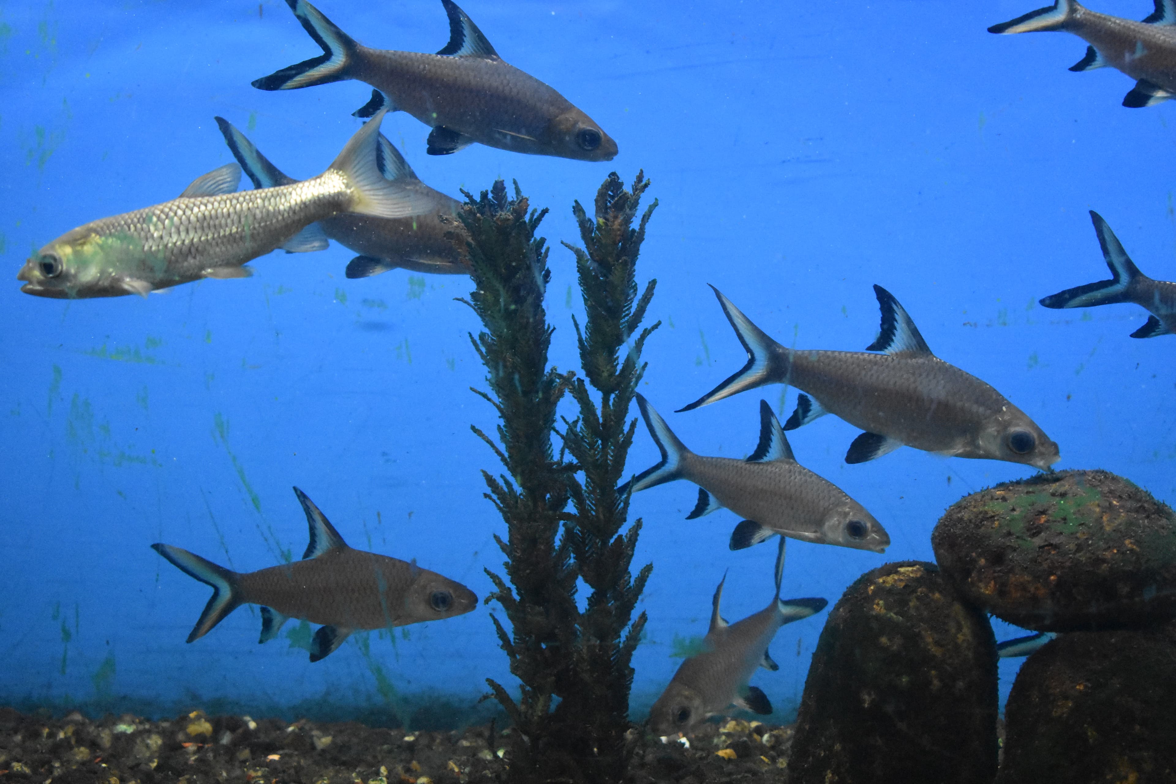 Bala Shark