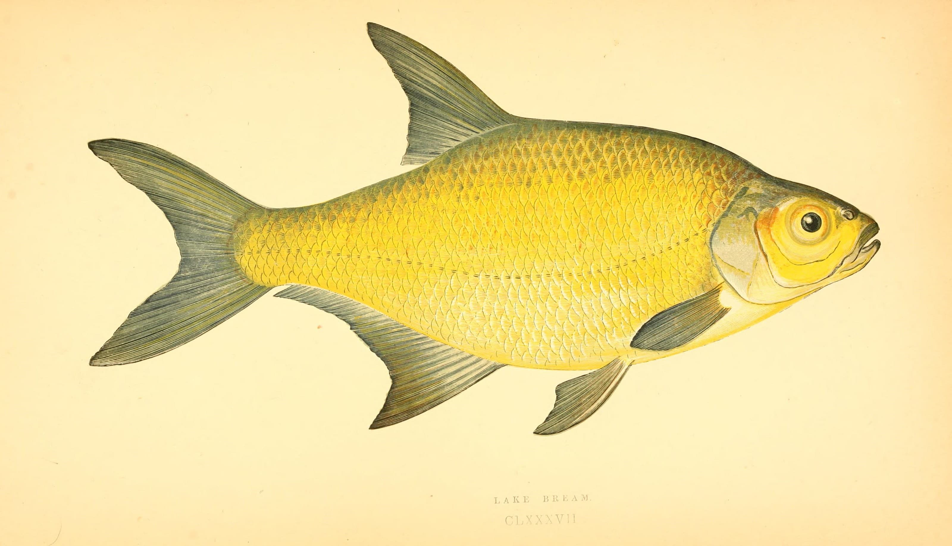 Lake Bream