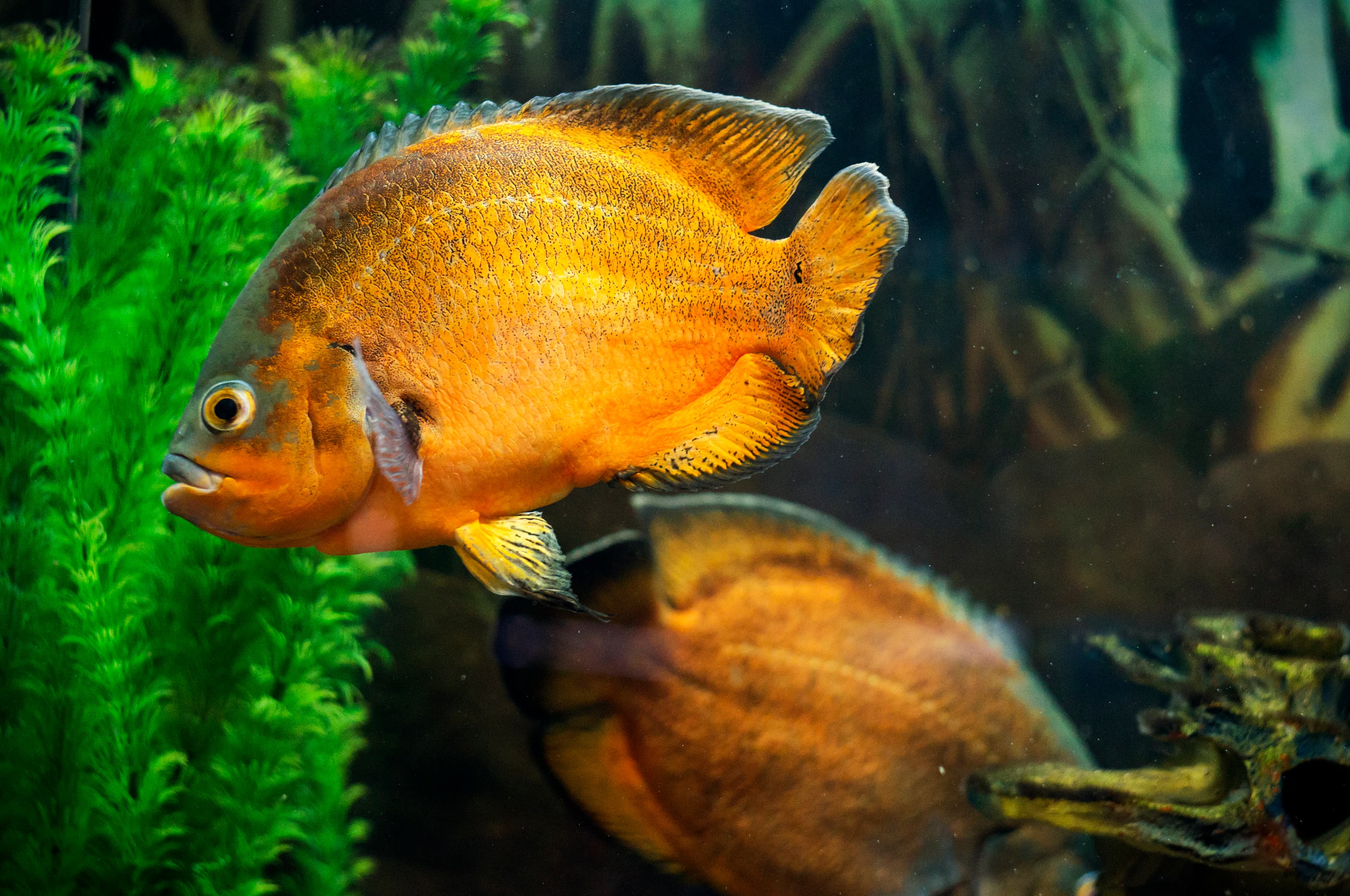 Oscar Cichlid