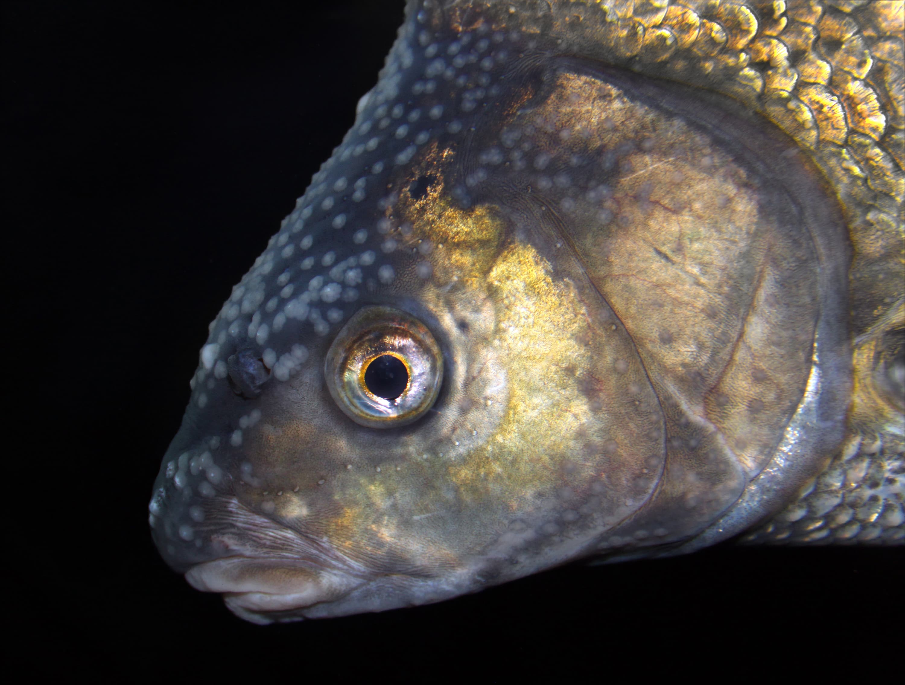 Common Bream