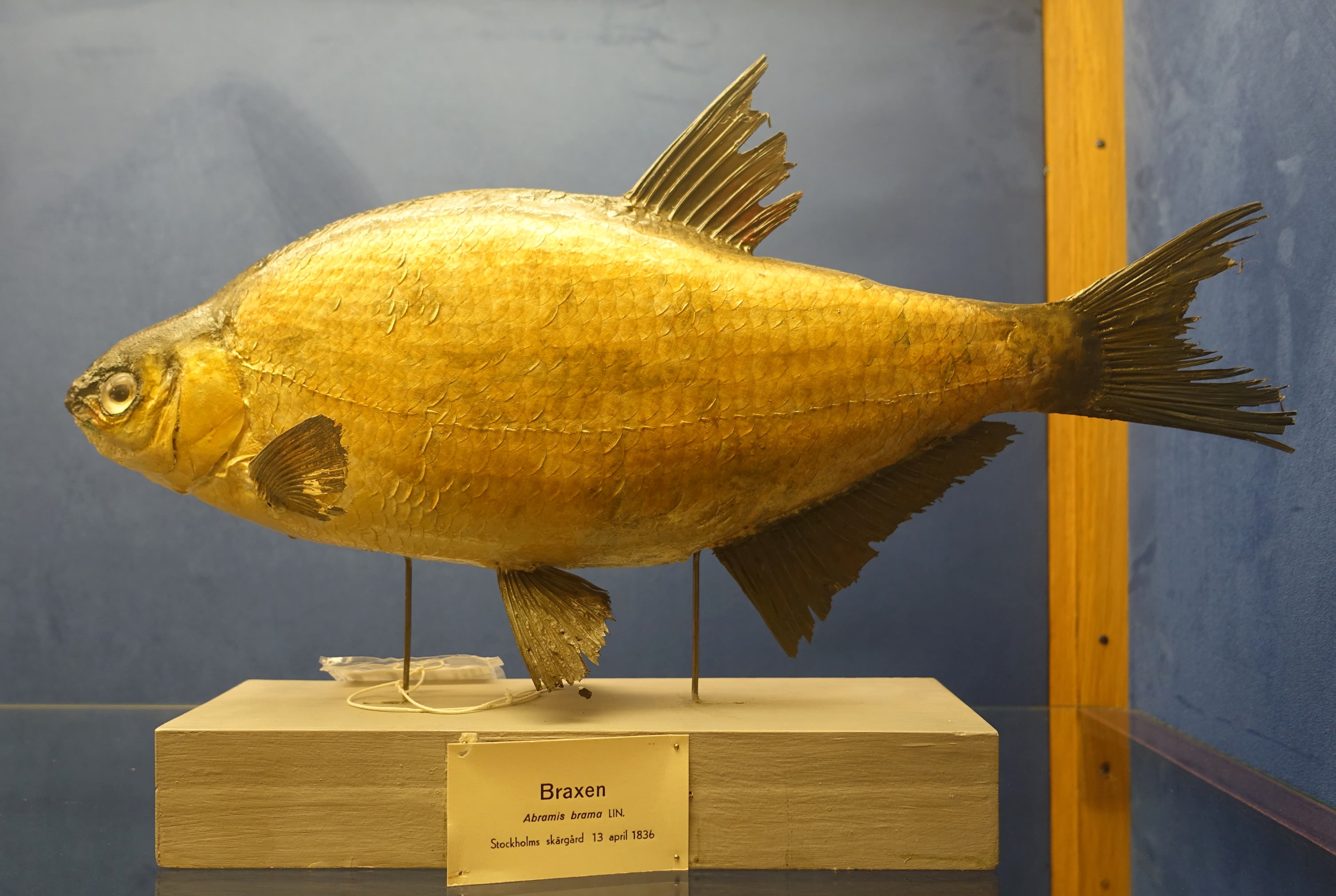 Common Bream