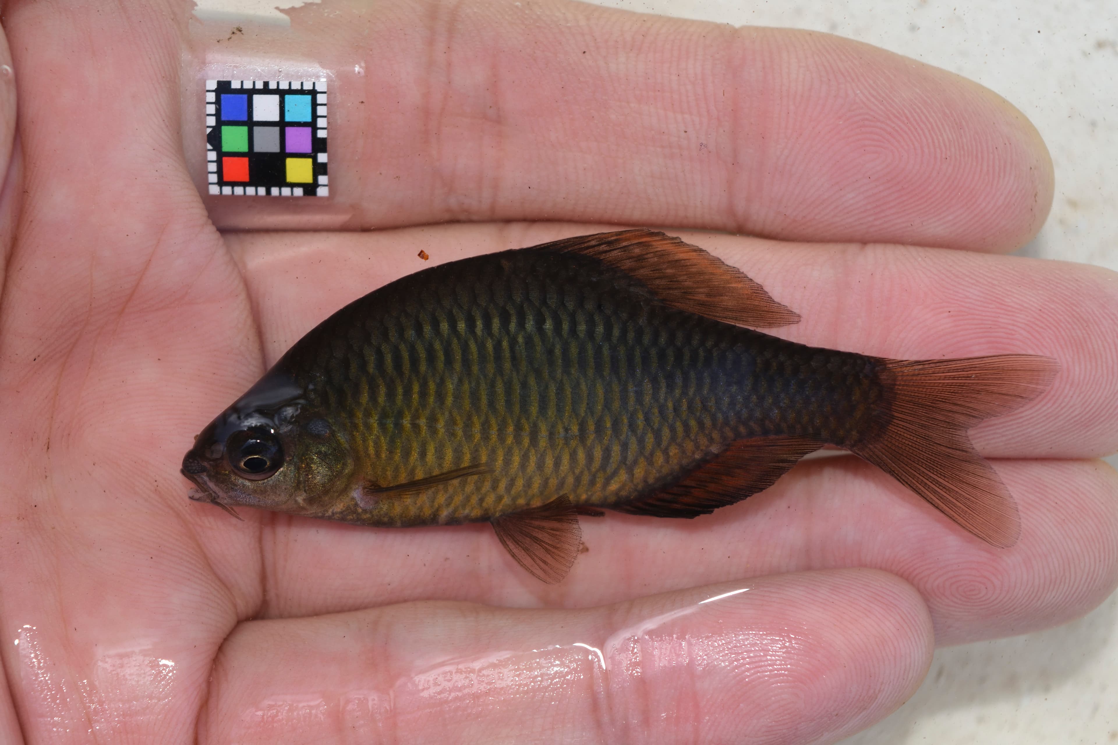 Aburabote