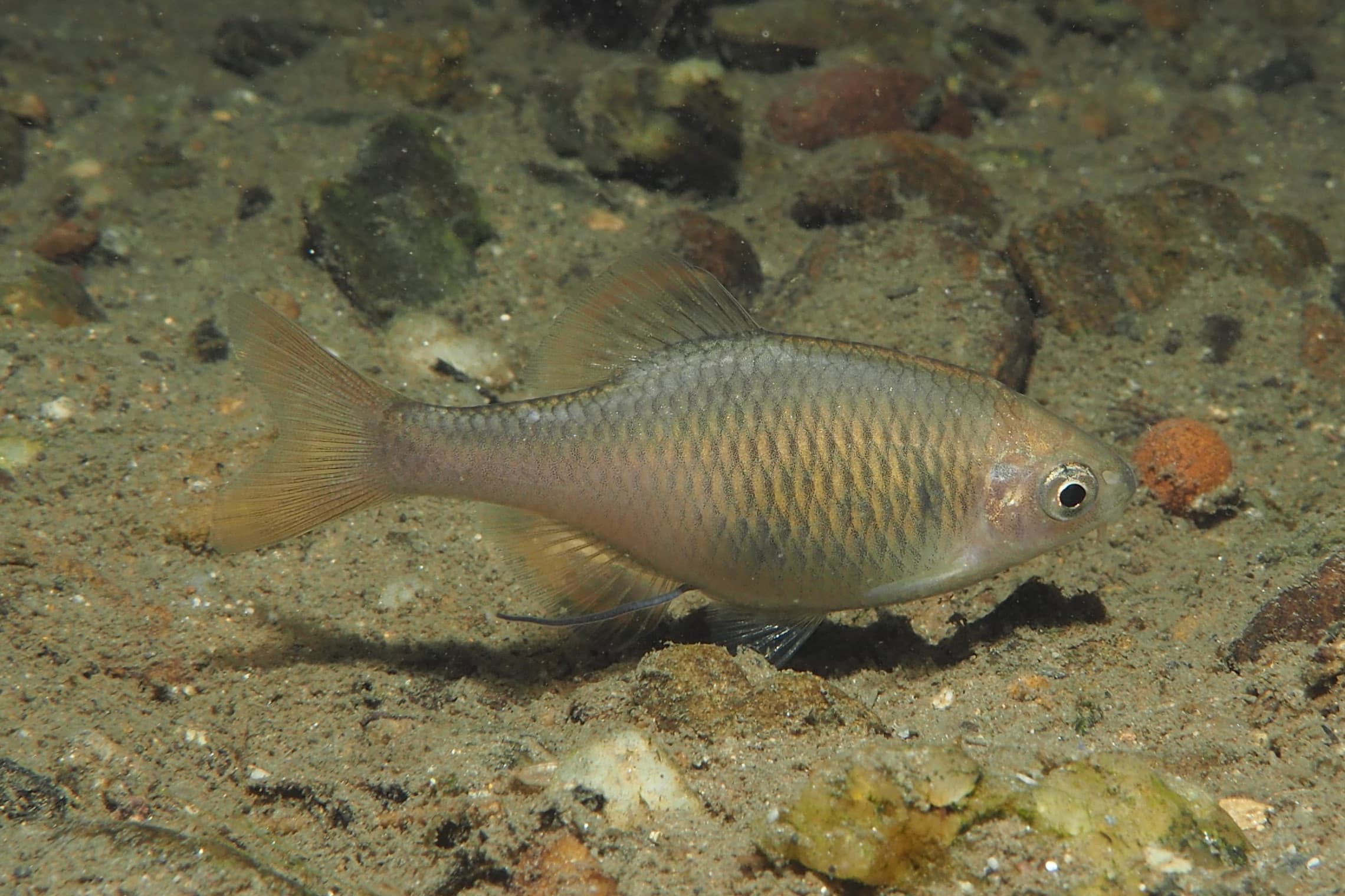 Aburabote