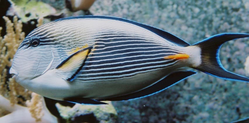 Sohal Surgeonfish