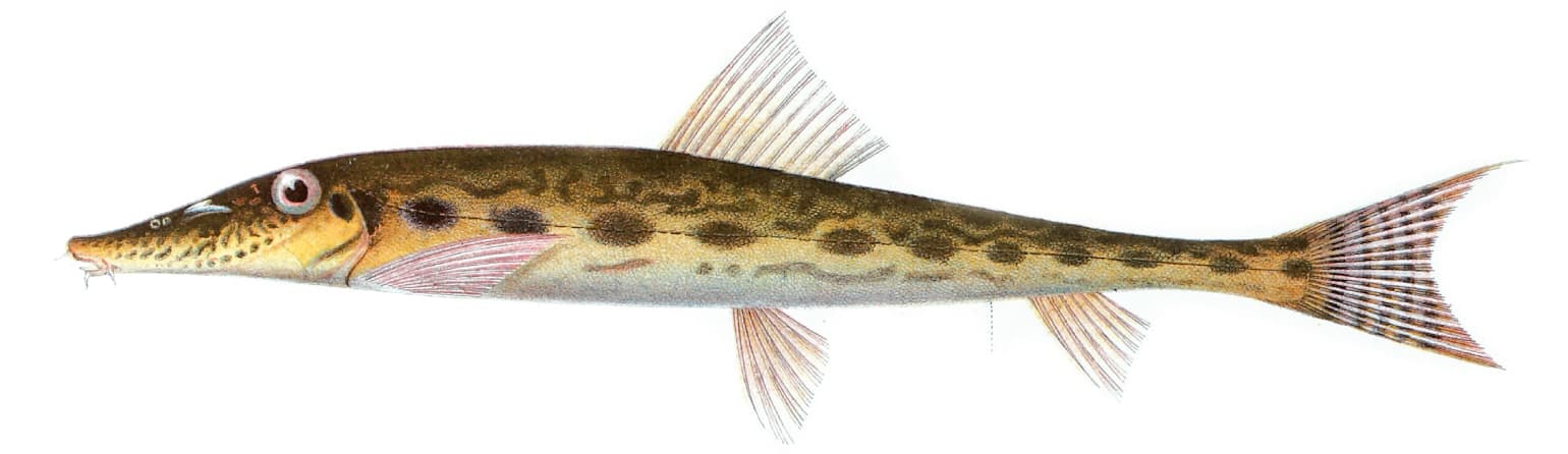 Horseface Loach