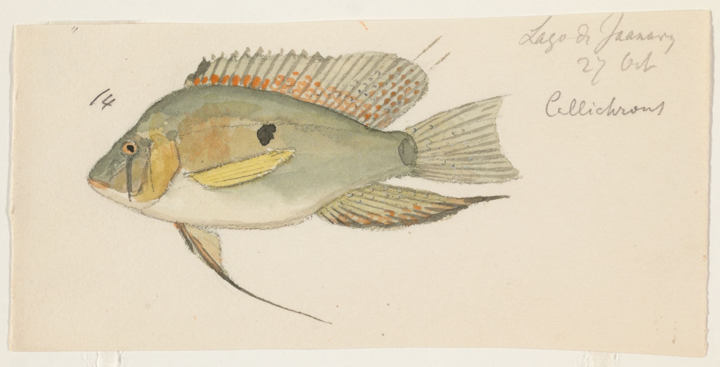 Thread-finned Cichlid
