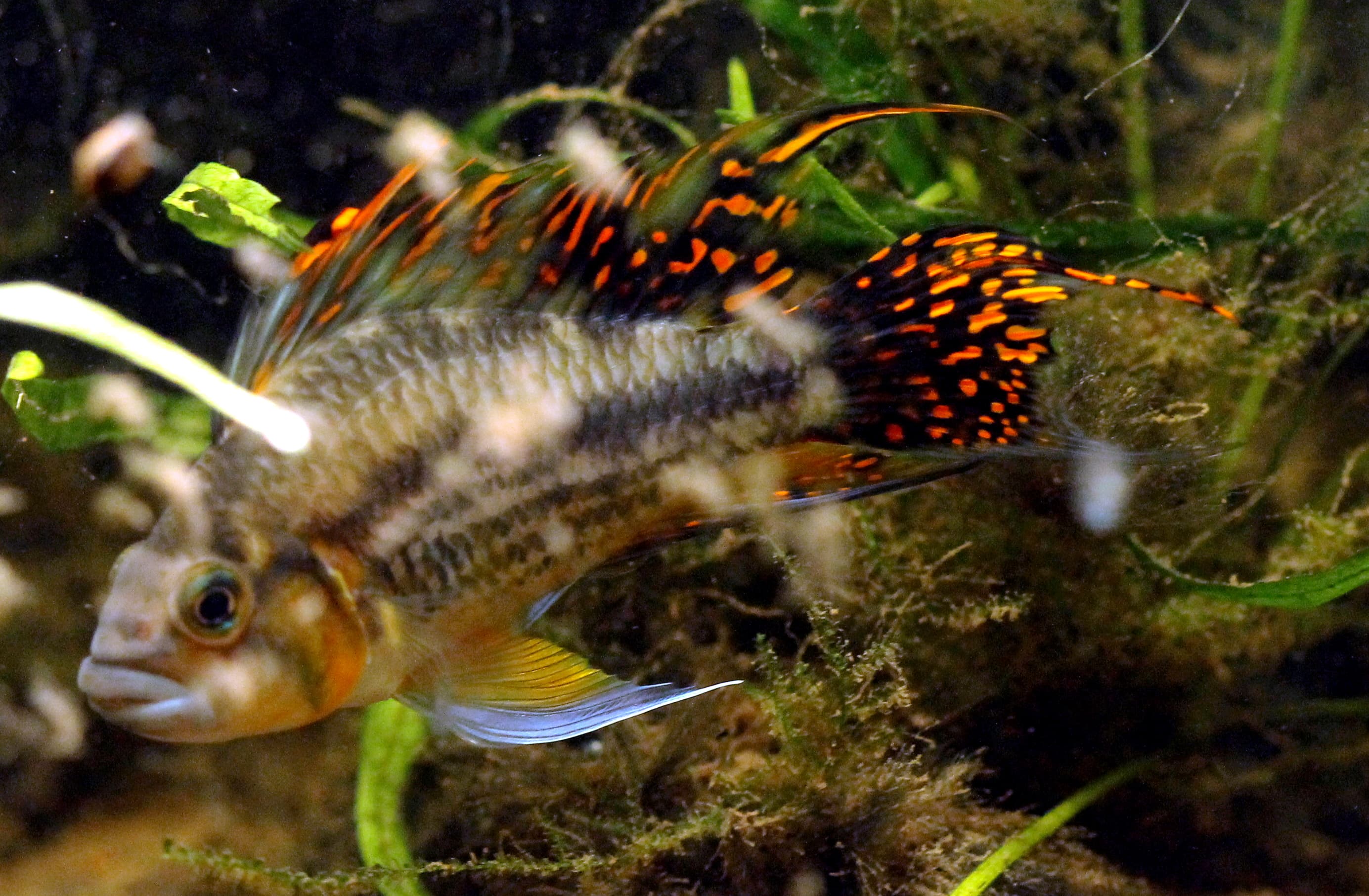 Cockatoo Dwarf Cichlid