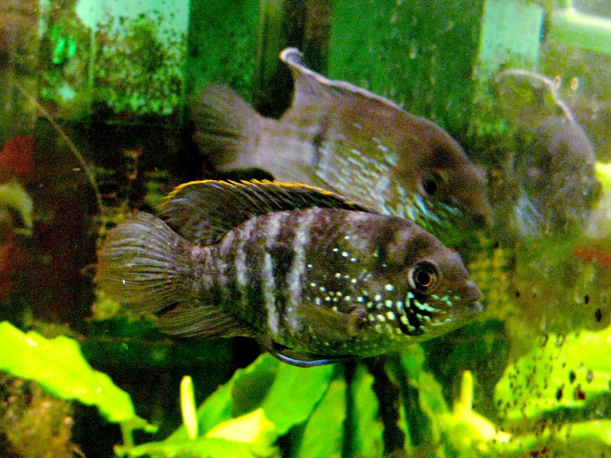 Blue Acara
