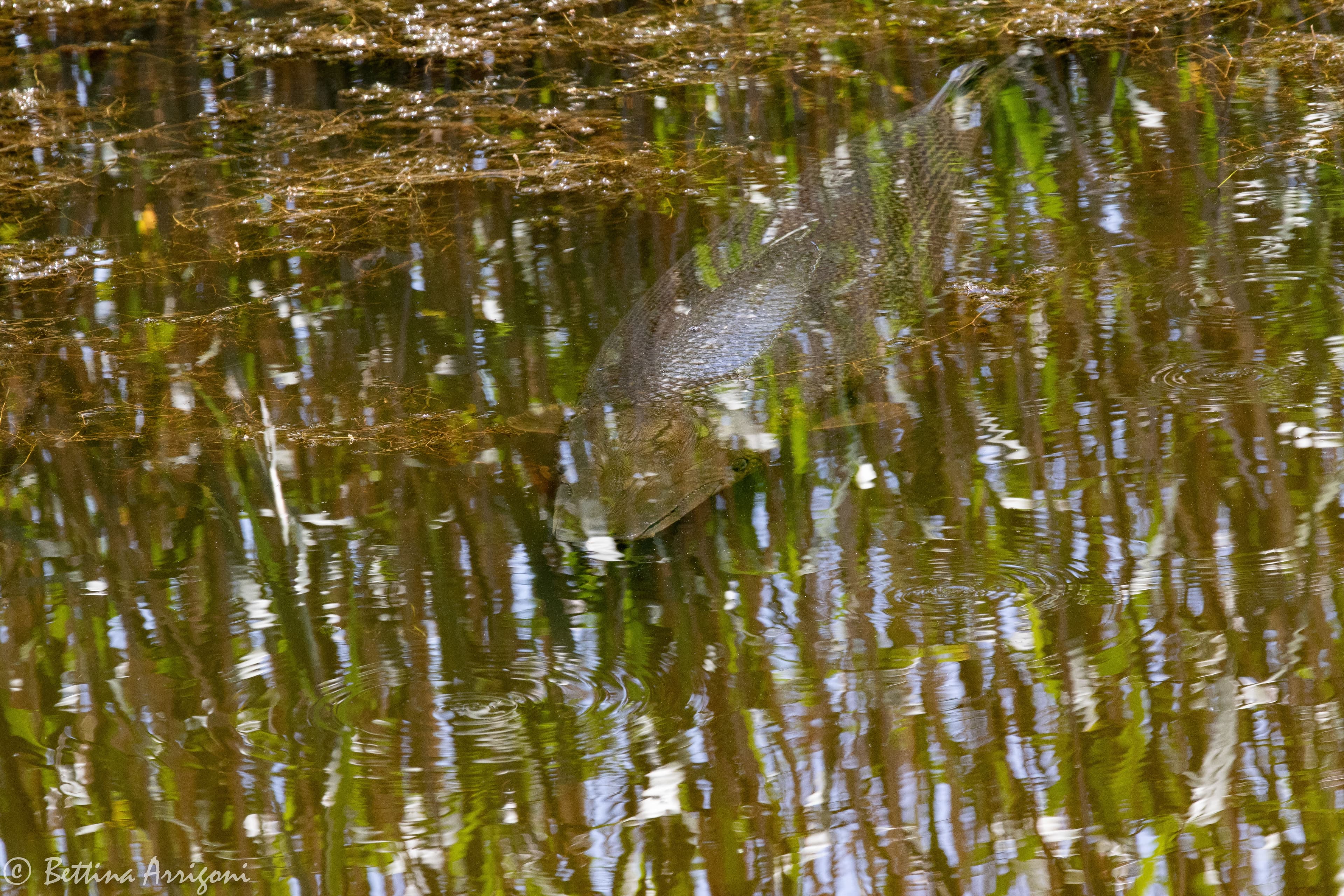 Alligator Gar