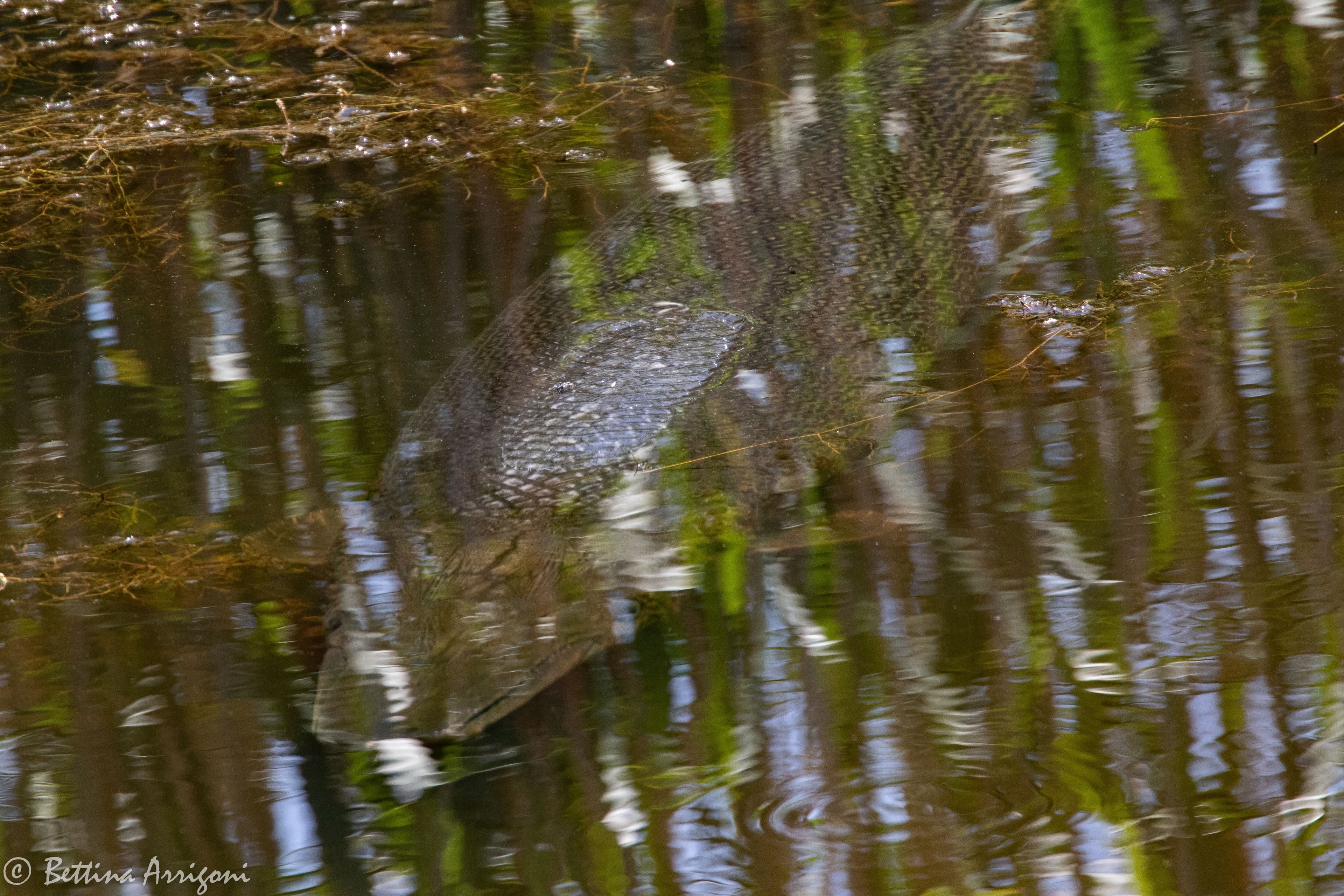 Alligator Gar