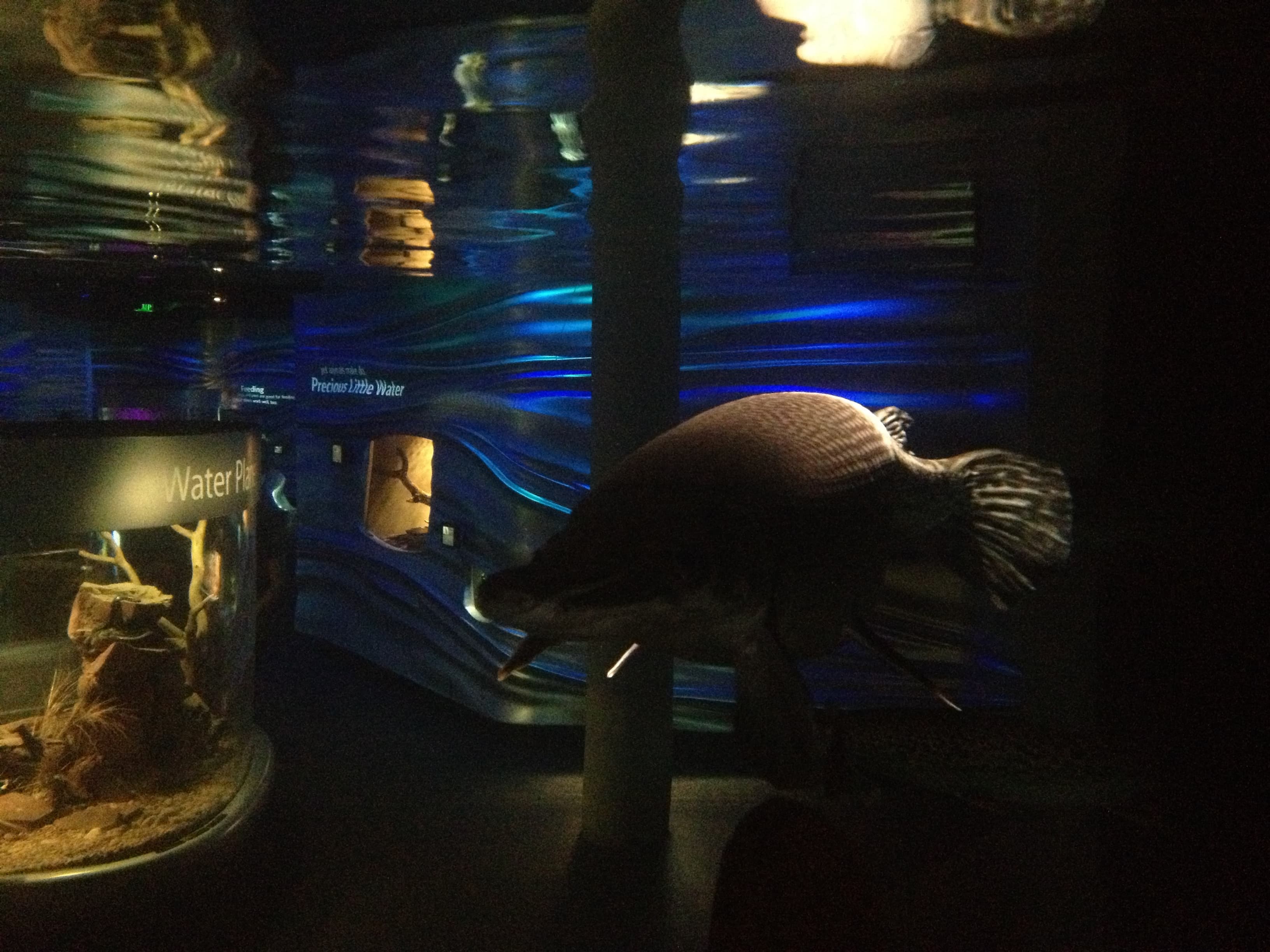 Alligator Gar