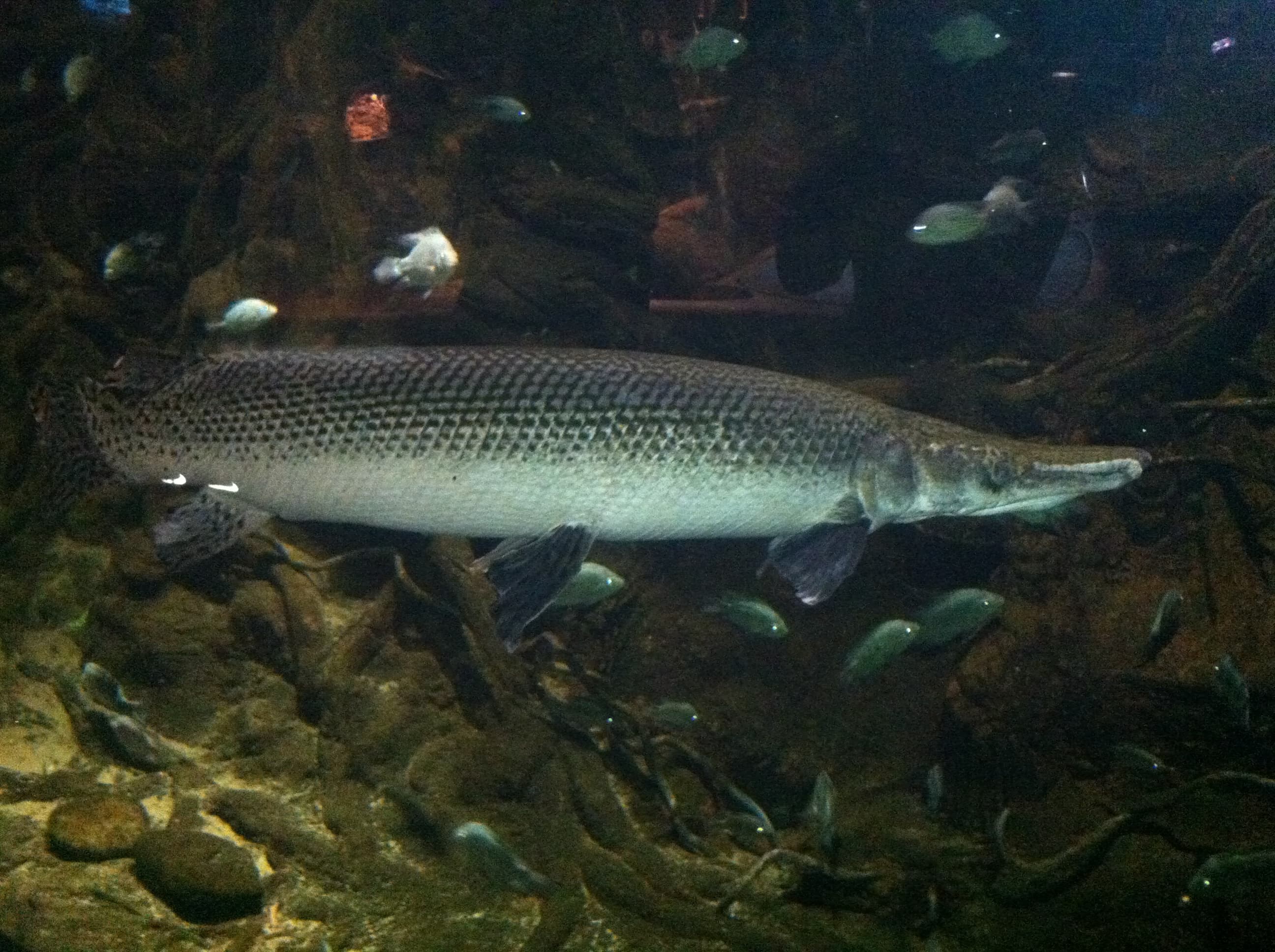 Alligator Gar