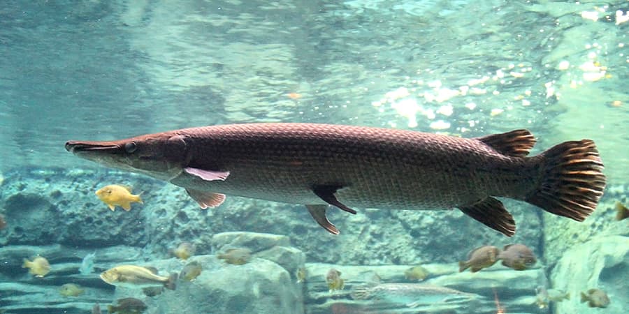Alligator Gar