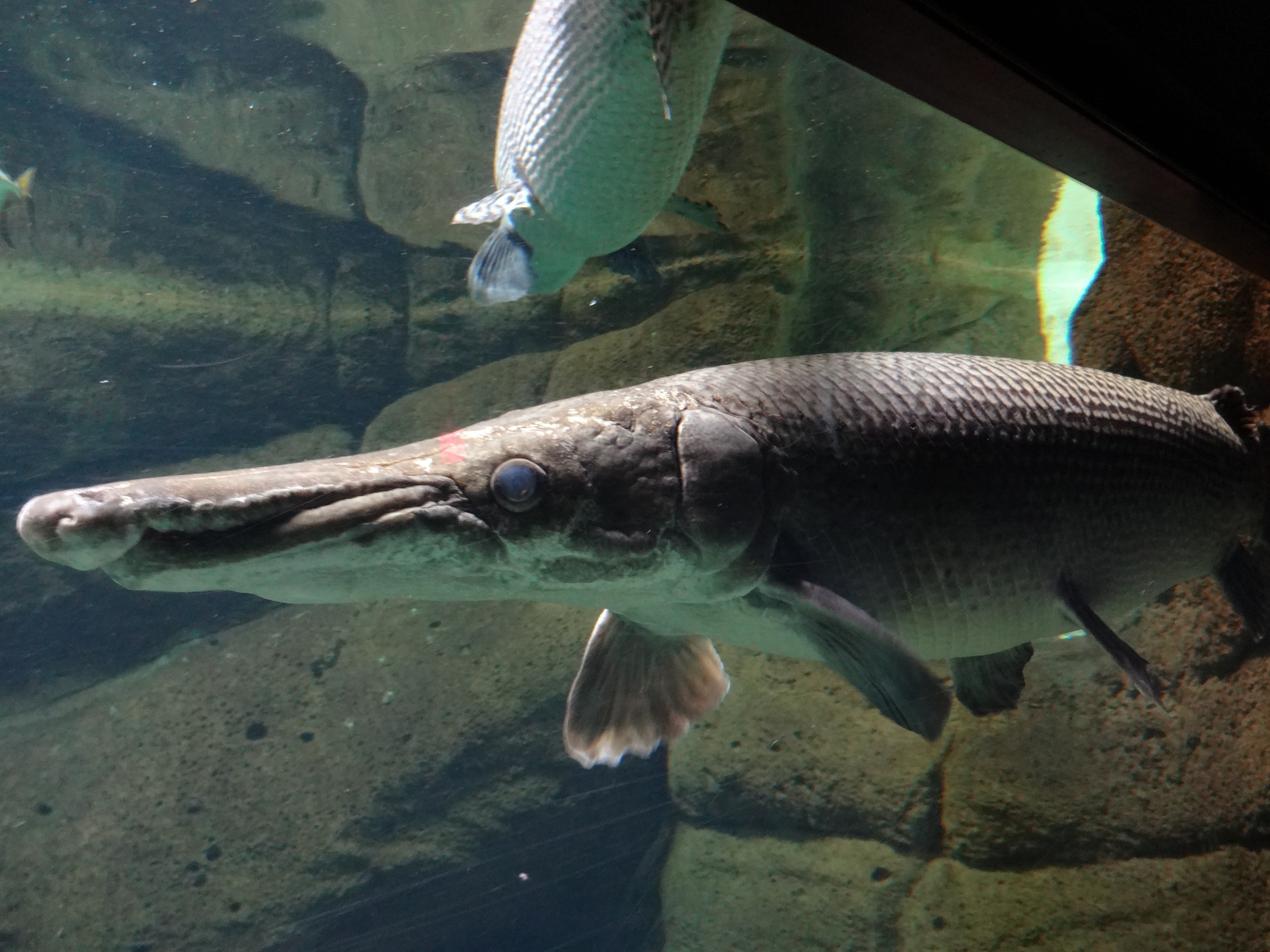 Alligator Gar