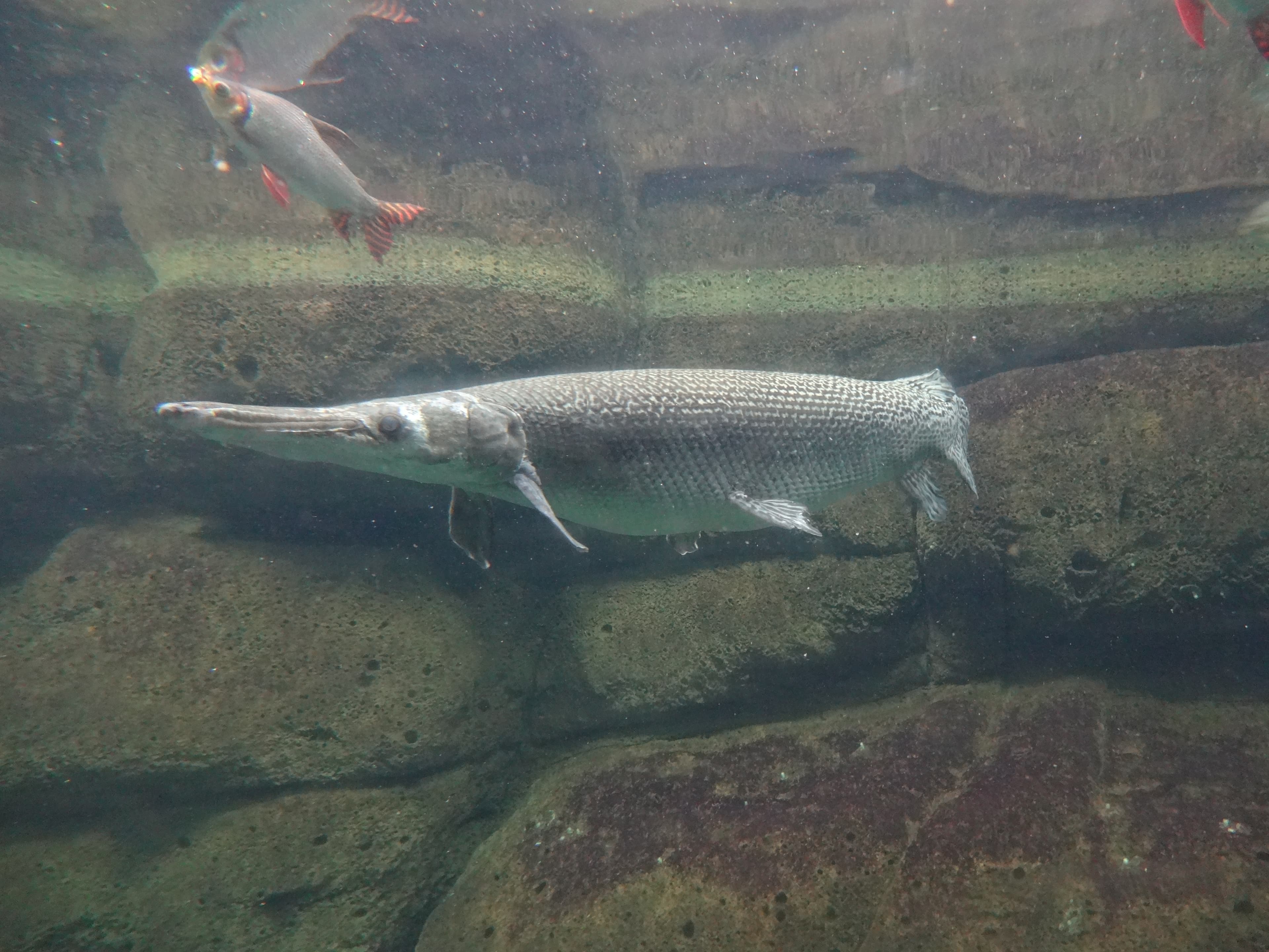 Alligator Gar