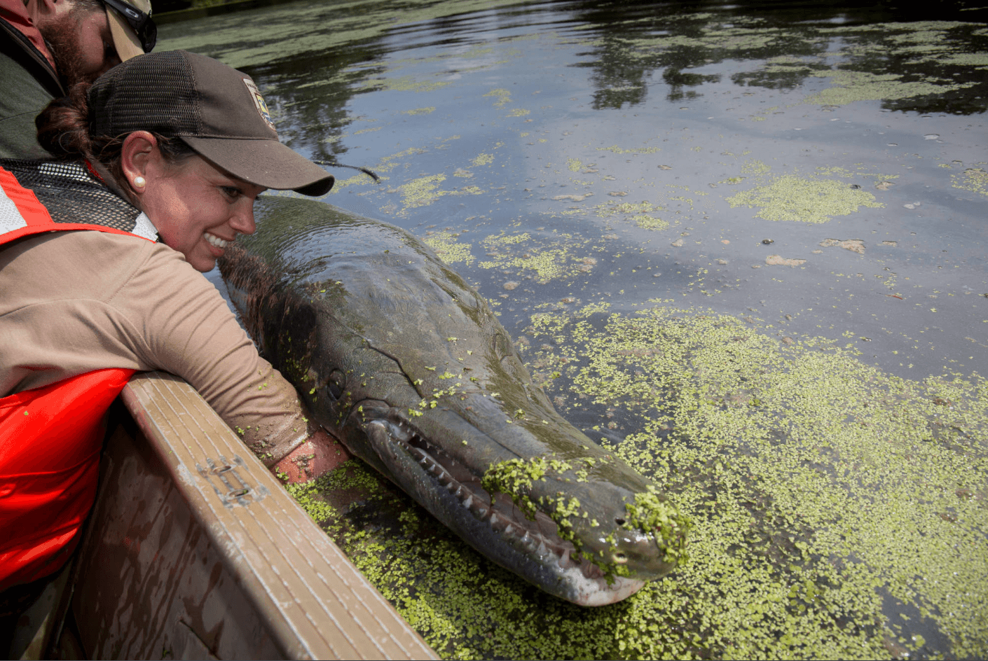 Alligator Gar