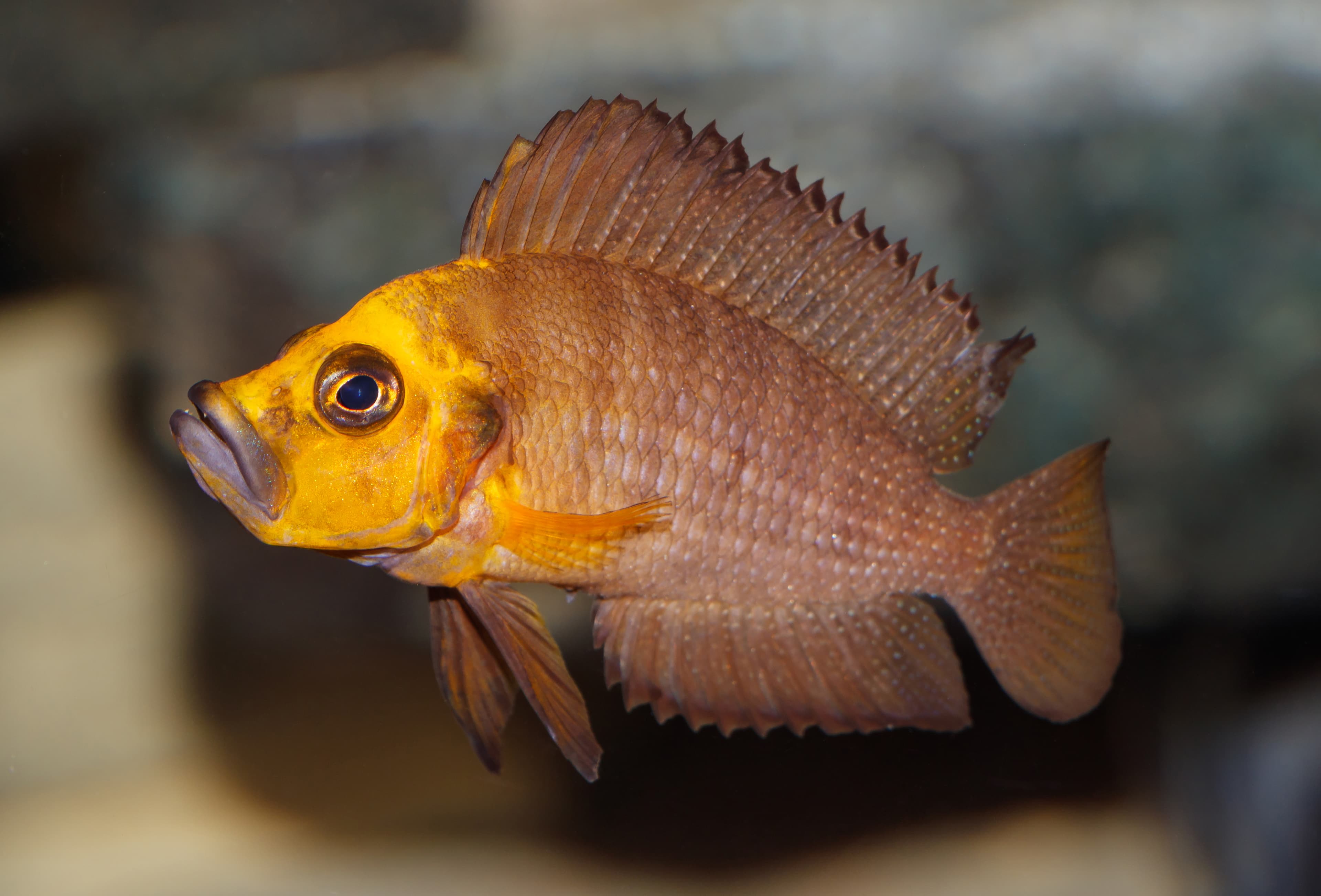Compressed Cichlid