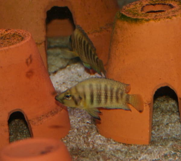 Gold Compressiceps