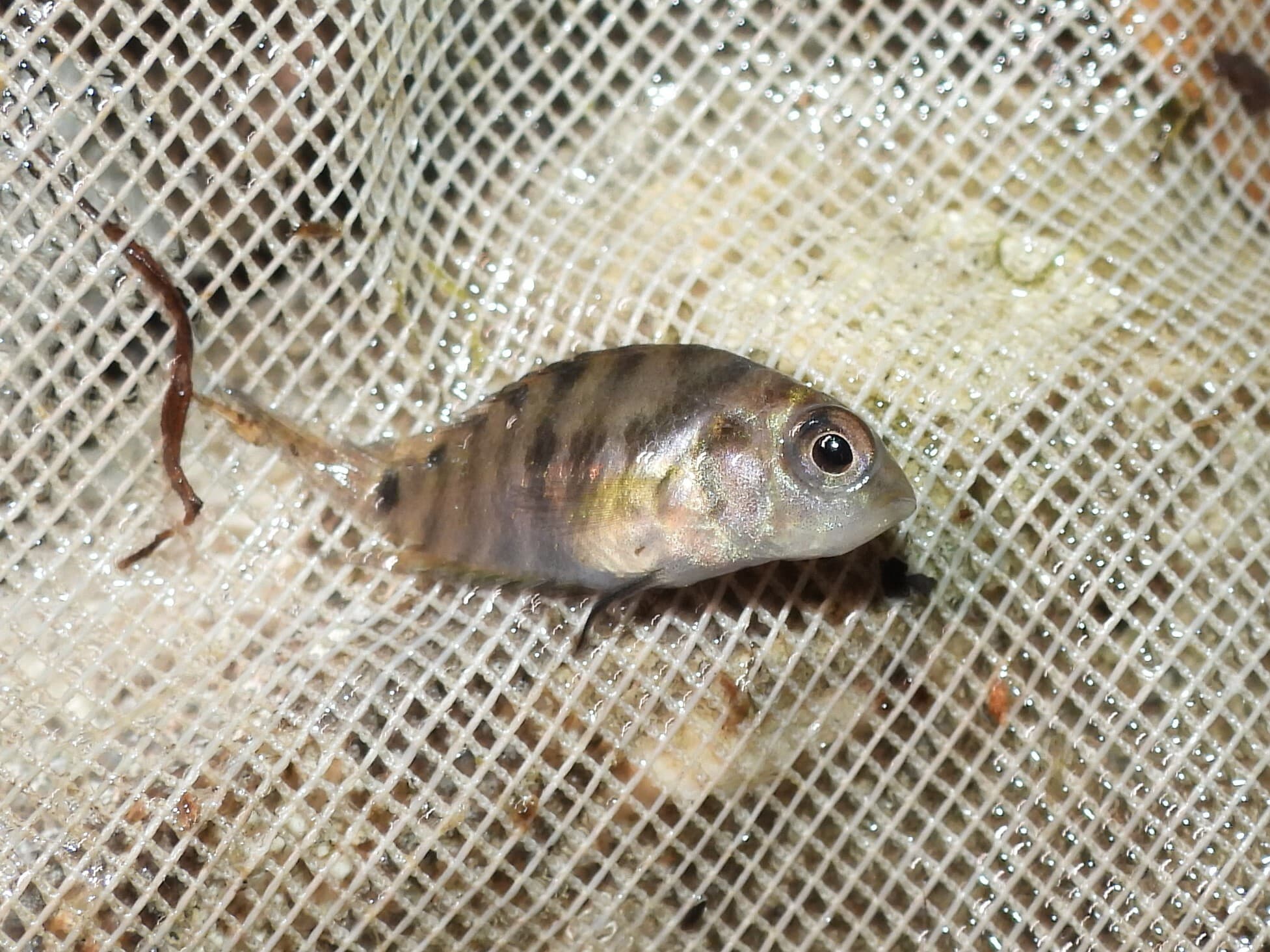 Convict Cichlid