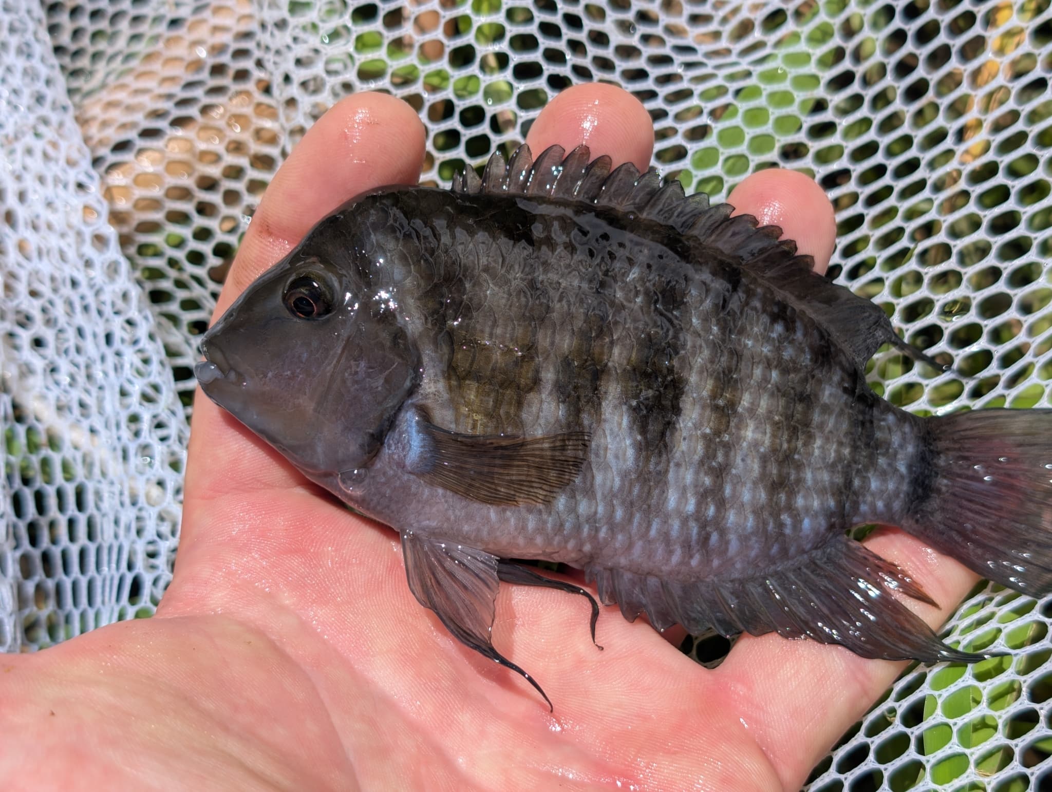 Convict Cichlid